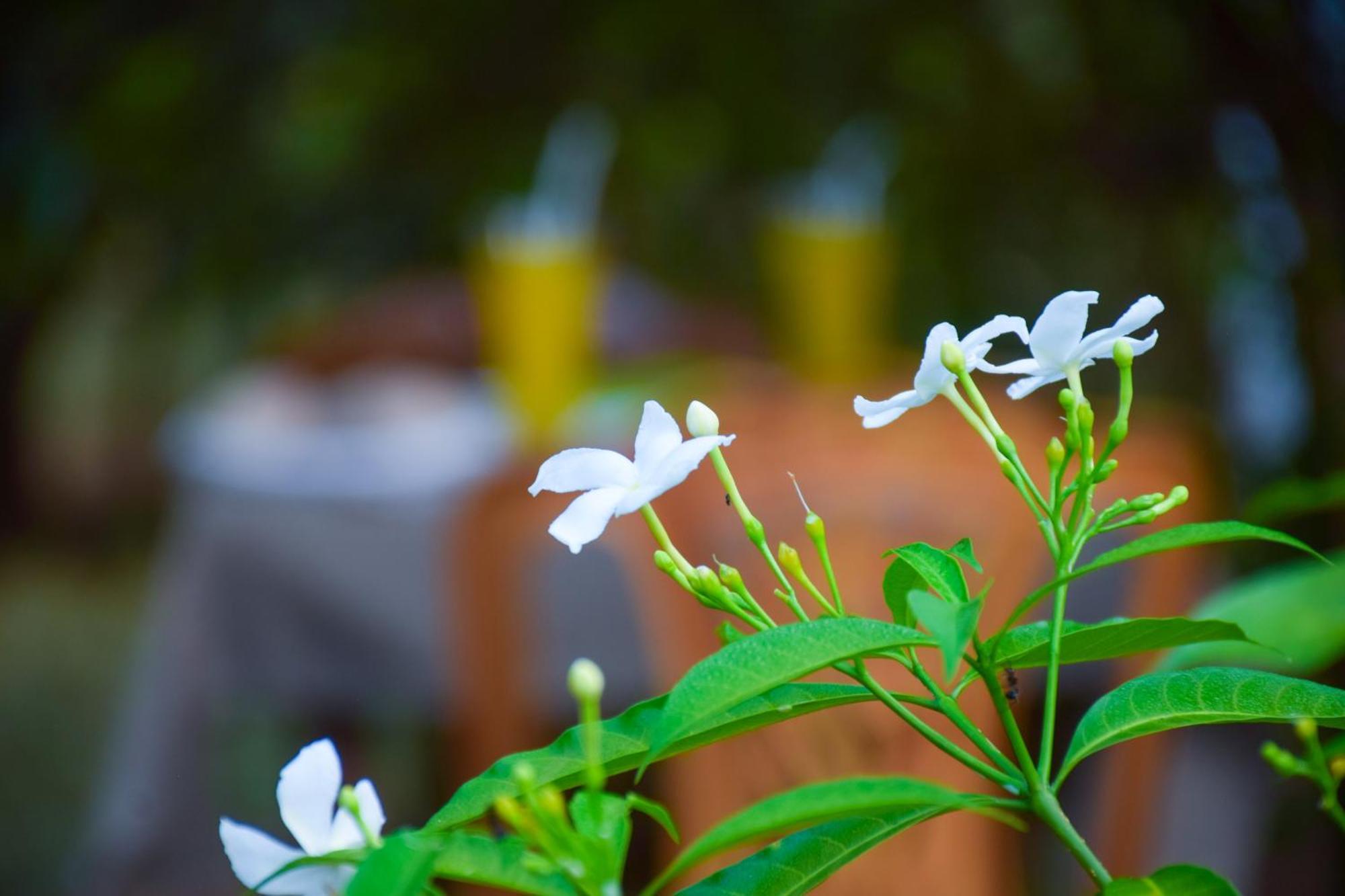 Senu Homestay Sigiriya Exterior photo