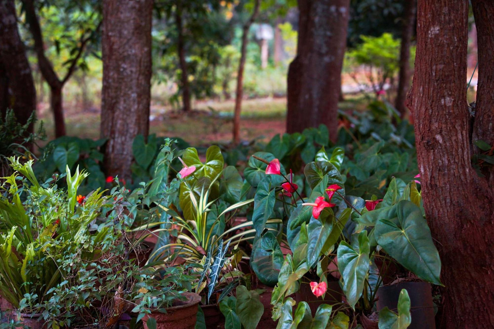 Senu Homestay Sigiriya Exterior photo
